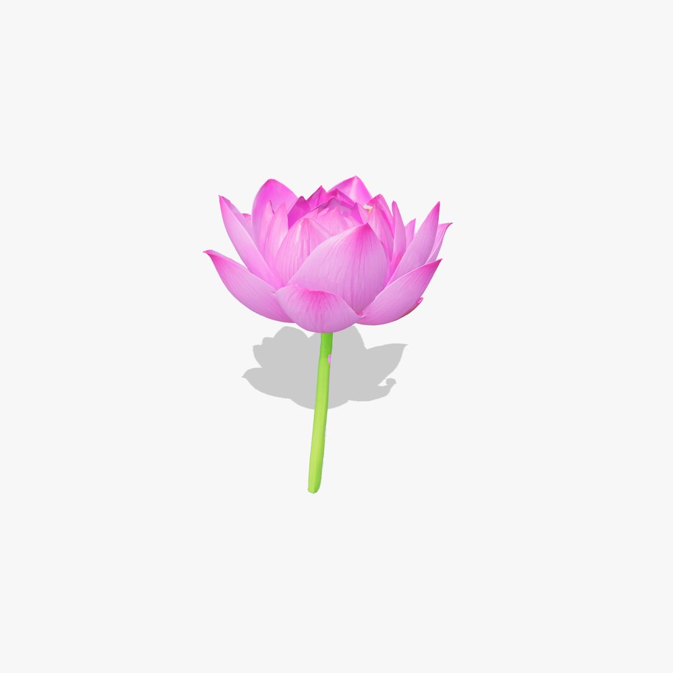 Vibrant Lotus Flower model pack